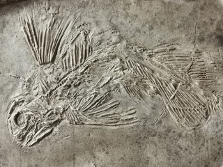 latimerie fish fossil texture - 779558728