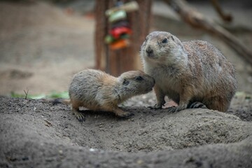 Prairie dogs in the zoo