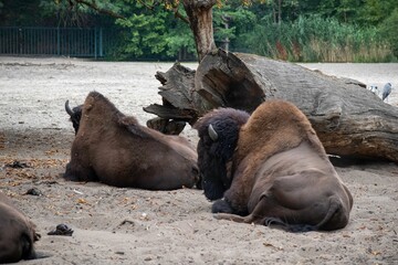 Bison lying on the ground in the zoo