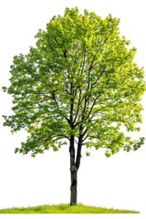 Single Green Linden Tree Plant Isolated on White Background - Nature and Forest Object