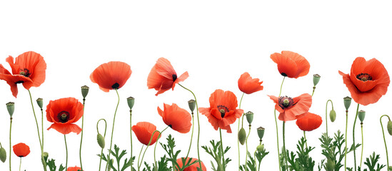 red poppy flowers on transparent background. Generative AI