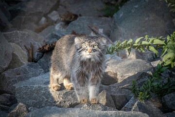 Wild cat on a rock looking at the camera