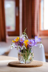 Bouquet of purple crocus in vase. Spring flowers in a vase.