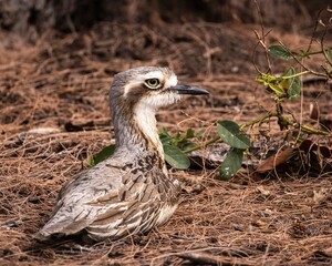 Closeup shot of an angry Bush stone-curlew bird in the dry field