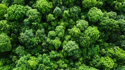Many lush green trees fill the expansive forest, creating a vibrant and serene environment full of life and natural beauty, view from above