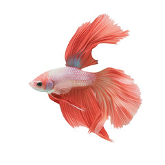Fototapeta premium A siamese fighting fish close-up on a Transparent Background