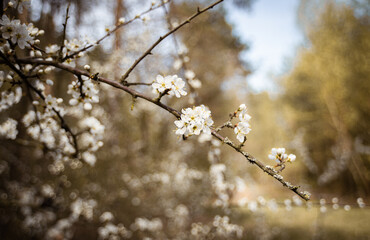 wiosenne kwiaty w lesie  - obrazy, fototapety, plakaty