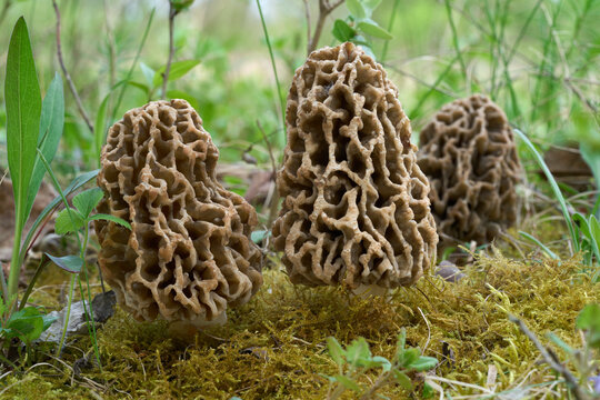 Morchella vulgaris mushroom in the moss. Wild edible morel mushrooms in deciduous forest.