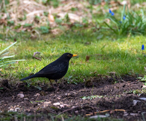 blackbird on the grass