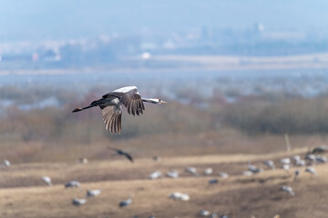 Common crane  in flight