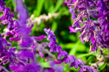 Closeup of purple flowers in a garden against blurred background