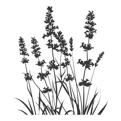Silhouette lavender flower black color only