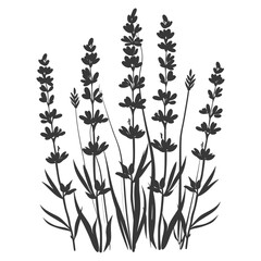 Silhouette lavender flower black color only