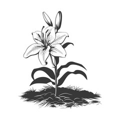 Silhouette Lily flower in the ground black color only