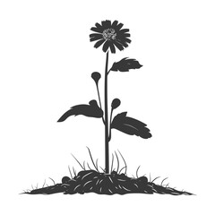 Silhouette marigold flower in the ground black color only