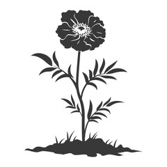 Silhouette marigold flower in the ground black color only