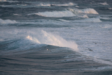 View of the surf and the flying seagulls at the beach