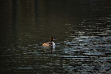 Great crested grebe swimming on a lake with light waves and light from the side.