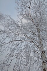 Leafless branches of trees against cloudy sky in winter.