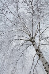 Leafless branches of trees against cloudy sky in winter.