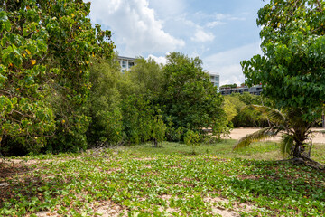 Thickets of tropical vegetation growing on the sandy shore of a tropical sea. In the background, buildings and blue sky with white clouds can be seen from behind the trees.