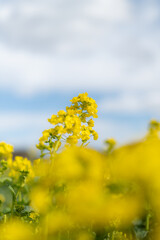 Obraz premium 菜の花と青空