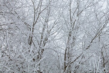 Leafless branches of trees against cloudy sky in winter.