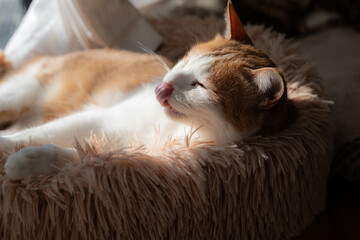 窓辺でくつろぐ猫　茶トラ白