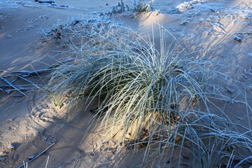 Closeup of dry grass on a sandy beach at seaside