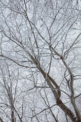 Leafless branches of trees against cloudy sky in winter.