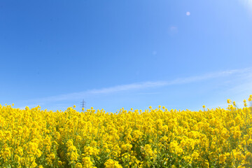 Obraz premium [知多郡]観光農園 花ひろばの菜の花畑
