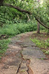 path in the forest