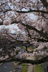 玉湯川（玉造温泉）の桜