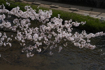 玉湯川（玉造温泉）の桜