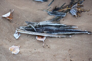 Top view of frozen fallen leaves and wood bark on a sandy beach