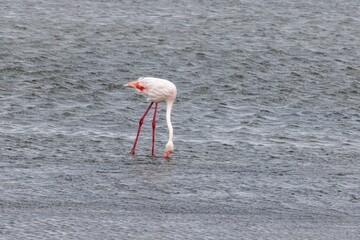 Picture of a flamingo standing in shallow water near Walvis Bay in Namibia