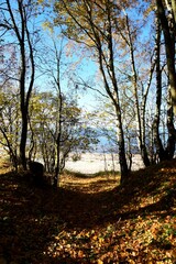 Vertical shot of a pathway surrounded by autumn trees with the coast and the sea in the background