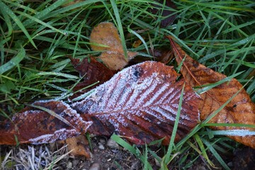 Yellow frozen leaves fallen on the ground surrounded by green grass during the daytime