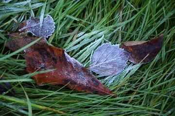 Yellow frozen leaves fallen on green grass during the daytime