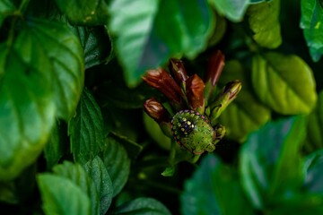 Macro of a Pentatomoidea bug hiden on a bunch of green leaves