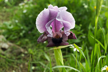 beautiful purple iris flower growing in a meadow within the city