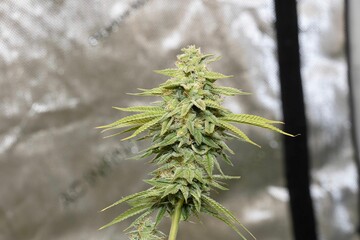 Closeup shot of cannabis growing