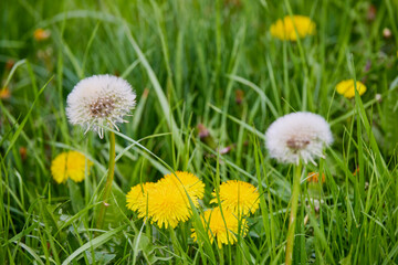 close up of blooming yellow dandelion flowers (Taraxacum officinale) in garden on spring time.