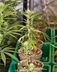 Obraz premium Vertical shot of single cannabis plants growing in flower pots