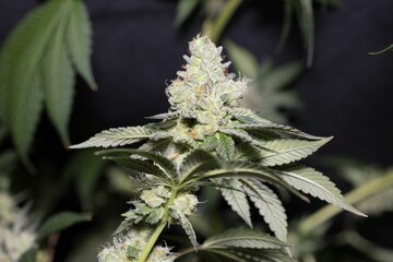 Closeup shot of a cannabis plant against a black fabric background.
