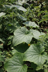 leaves in the garden