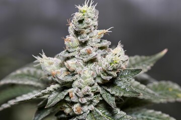 Close-up shot of green marijuana plant on a blurred background