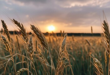 wheat stalks are growing on a field at sunset time in summer