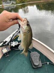 Vertical shot of a person's hand holding a bass fish.