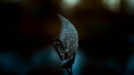 Closeup of growing died plant